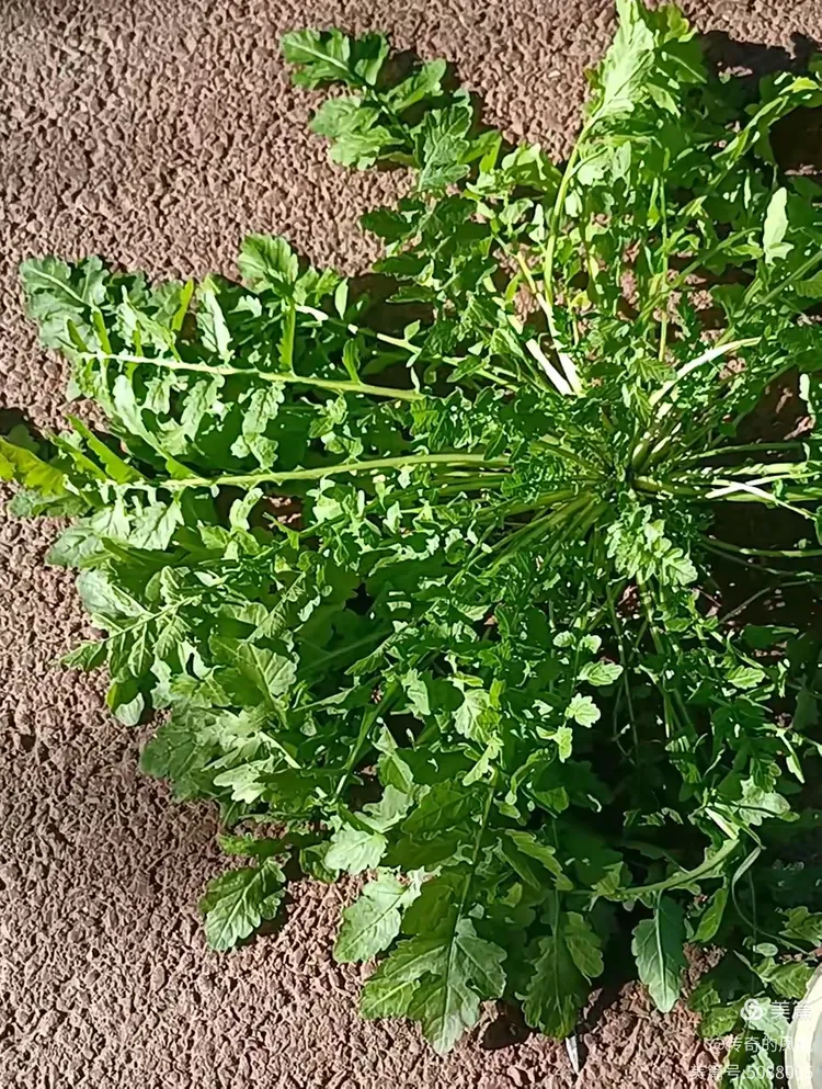 东北野生大荠菜